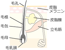 脱毛のメカニズムメインイメージ