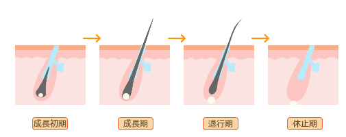 毛周期について